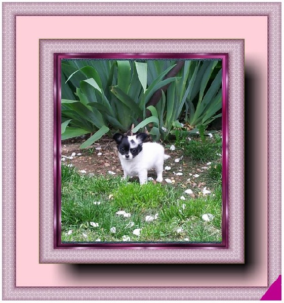 Lyly Des Merveilles D'Eden