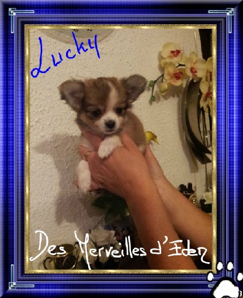 Lucky Des Merveilles D'Eden